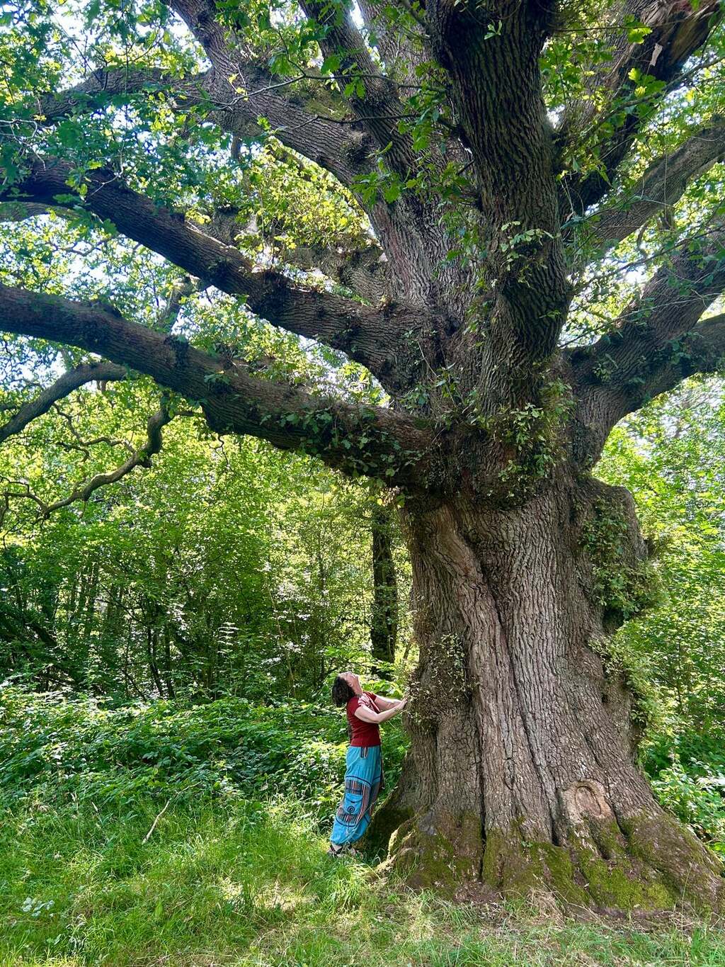 Carla standing at the foot of a vast old oak tree, looking up into its branches