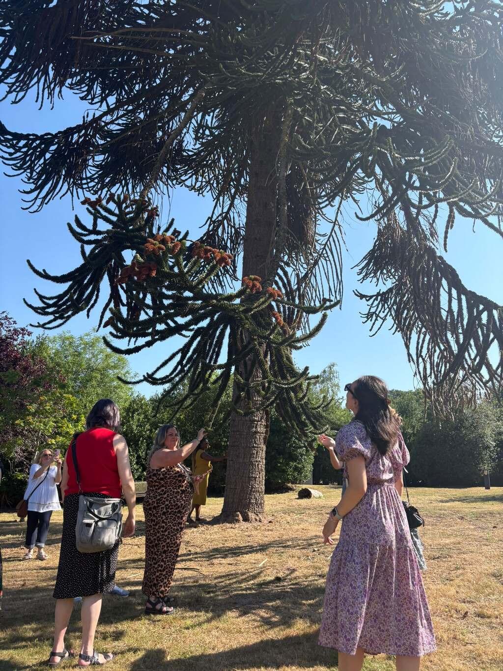 A group reaching up into the branches of a monkey puzzle tree