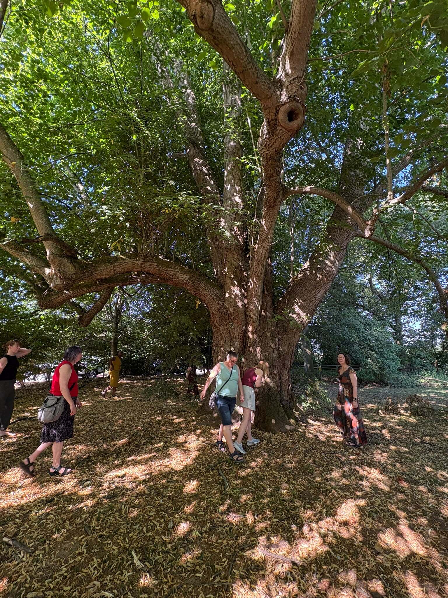 A group walking in dappled light beneath a broad tree